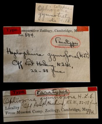 Media type: image;   Invertebrate Zoology OPH-594 Aspect: labels